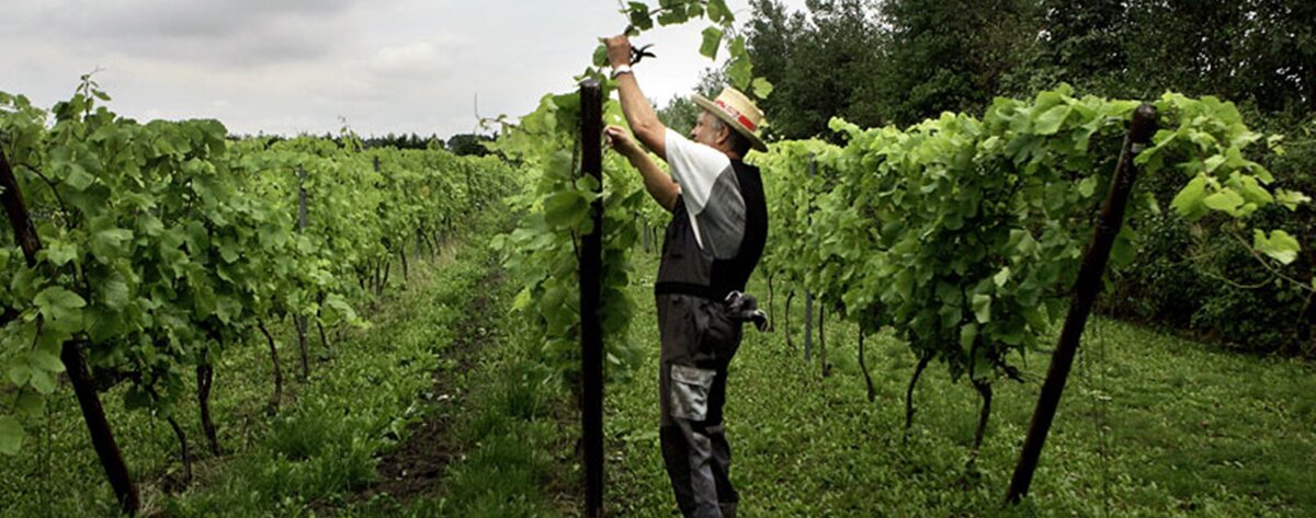 Lars Oelsen, Dansk Vincenter, Weinprobe Kiel, Weinclub Kiel, Weinabend